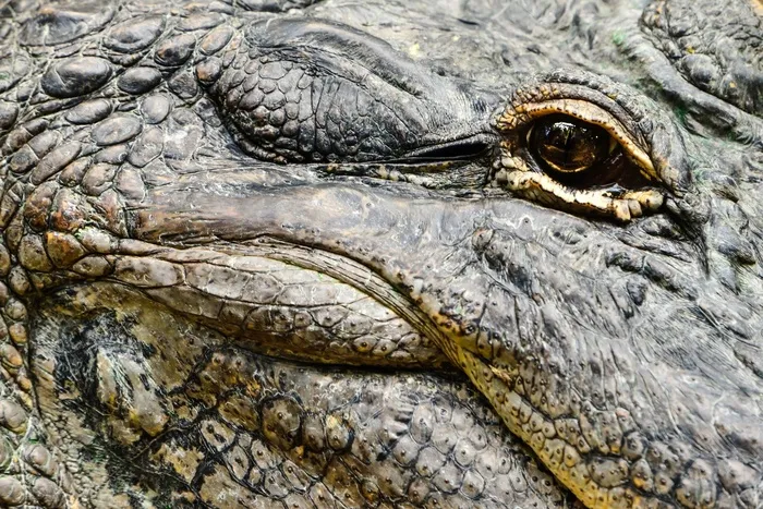 鳄鱼眼睛，头，野生动物，自然，爬行动物