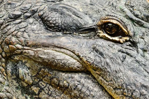 鳄鱼眼睛，头，野生动物，自然，爬行动物