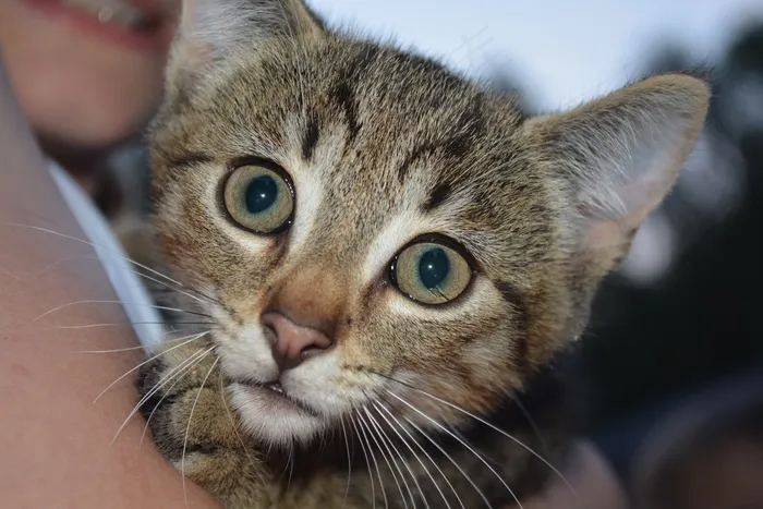 猫，婴儿，小猫，脸，眼睛，鼻子，晶须，蓬松