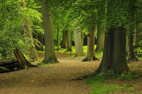 森林，树木，自然