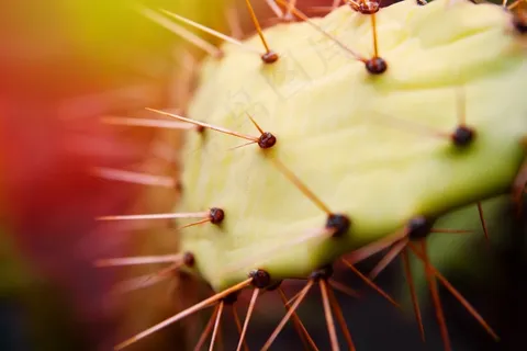 仙人掌，带动，性质，植物，荆棘，刺，绿色