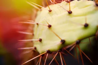 仙人掌，带动，性质，植物，荆棘，刺，绿色
