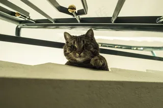 猫，宠物，鲭鱼，宿醉，好奇