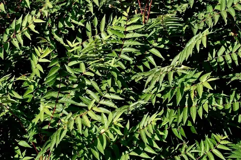 叶子,绿色,蔬菜,树,草,向后 叶子,绿色,蔬菜,树,草,向后