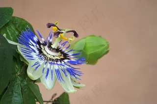 激情花，开花，西番莲