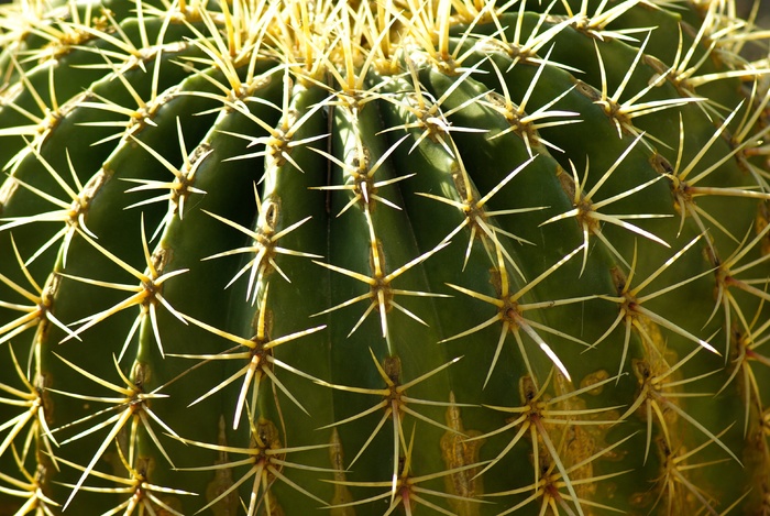 仙人掌，鹅毛笔，荆棘