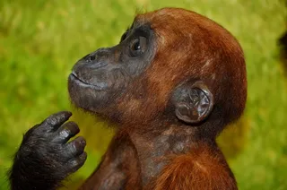 猴子，动物，野生动物，自然，动物园，可爱，猿