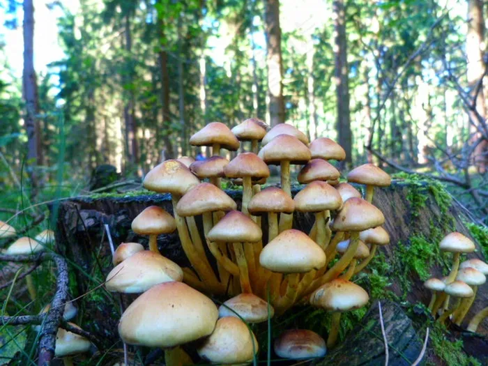 森林，秋季，蘑菇，青苔，污垢