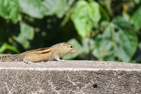 松鼠，可爱，动物，野生动物，拓荒，动物学，哺乳动物