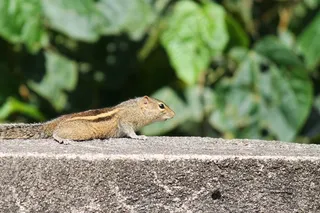 松鼠，可爱，动物，野生动物，拓荒，动物学，哺乳动物