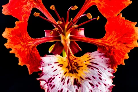 开花，开花，红色