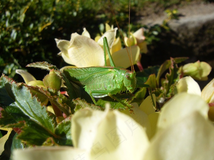 Viridissima，花，蚱hopper