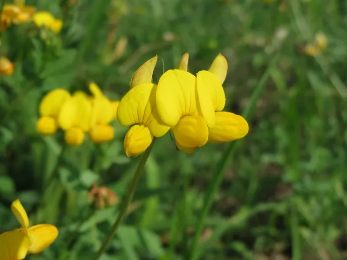 莲花Corniculatus，常见的鸟脚三叶