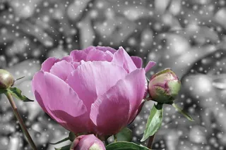 玫瑰，花，粉红色，幻想，开花，盛开