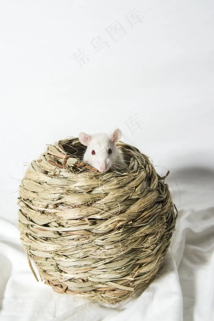 大鼠，动物，啮齿动物，宠物，白色，老鼠