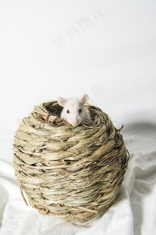 大鼠，动物，啮齿动物，宠物，白色，老鼠