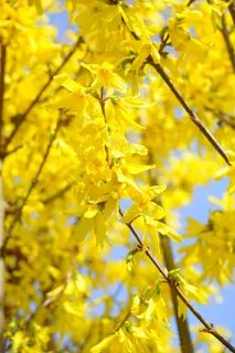 连翘,分支机构,黄色,开花,盛开,金丁香 连翘,分支机构,黄色,开花,盛开,金丁香