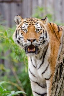 西伯利亚虎，猫的，大猫，动物，野生动物