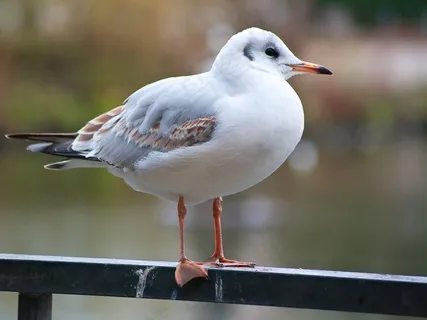 鸟，海鸥，动物