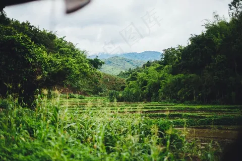 树,风景,天空,草地,热带丛林,种植园 树,风景,天空,草地,热带丛林,种植园