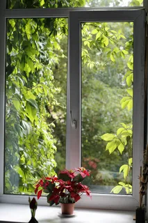 窗口，绿色，快门，常春藤，闪耀，窗台