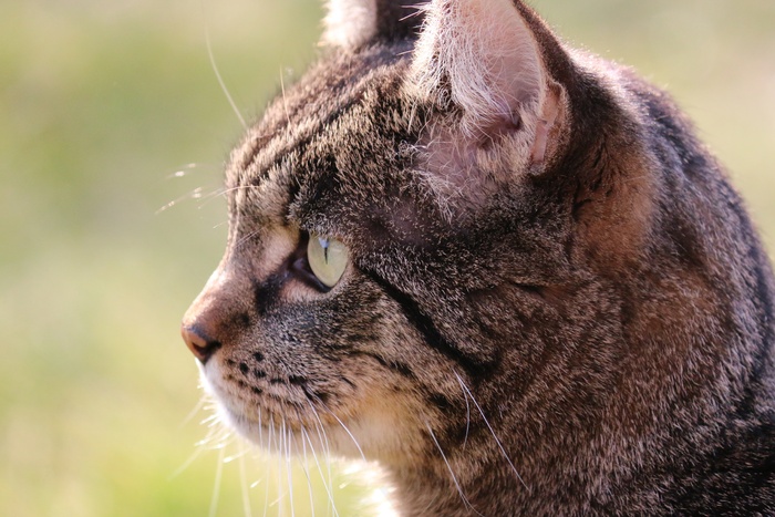 猫，宿醉，Datailaufnahme，鲭鱼，猫眼