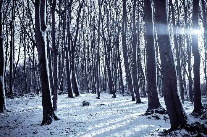 冰雪,白桦,桦树林,树,白桦树,雪中​​的森林