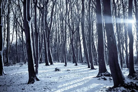 冰雪,白桦,桦树林,树,白桦树,雪中的森林 冰雪,白桦,桦树林,树,白桦树,雪中的森林