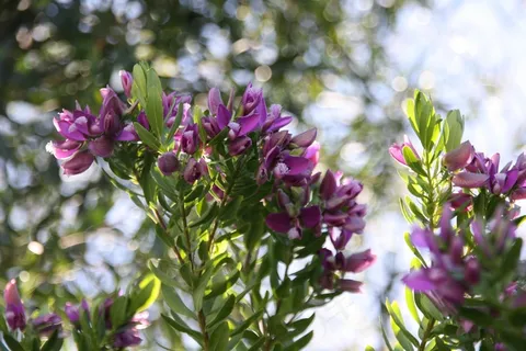花卉,法国,蔚蓝,夏天,植物,普罗旺斯 花卉,法国,蔚蓝,夏天,植物,普罗旺斯