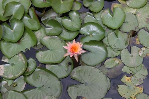 百合,水,花,性质,植物,莲花,水生 百合,水,花,性质,植物,莲花,水生