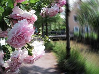 玫瑰，离开，筛选器，粉红色，果馅奶酪卷，涡流，玫瑰