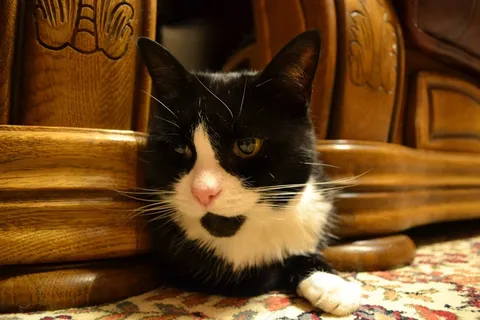 猫，黑白，家养短发，隐藏