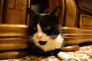 猫，黑白，家养短发，隐藏