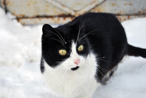 猫,冬季,白色,动物,可爱,宠物,雪,哺乳动物 猫,冬季,白色,动物,可爱,宠物,雪,哺乳动物