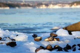 冰，冬天，弗罗斯特，冰背景，冬季背景