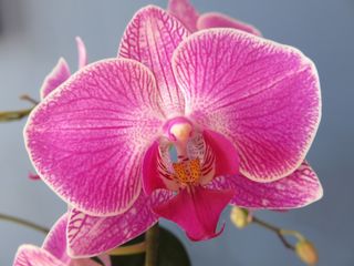 蝴蝶兰，兰花，花，开花，蝴蝶兰