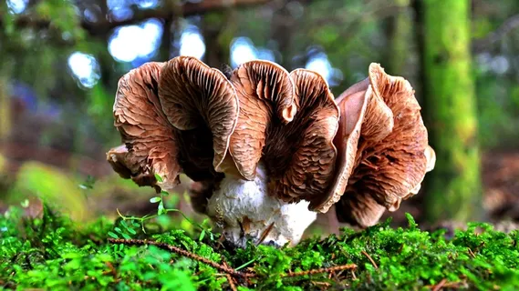 蘑菇，森林，自然，松