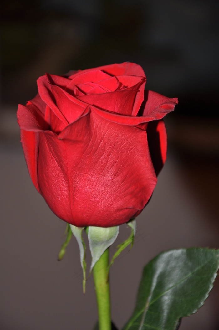 玫瑰，红色，花