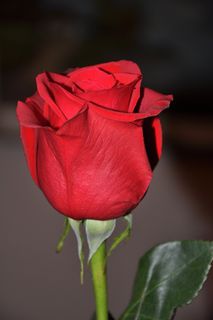 玫瑰，红色，花