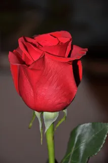 玫瑰,红色,花 玫瑰,红色,花