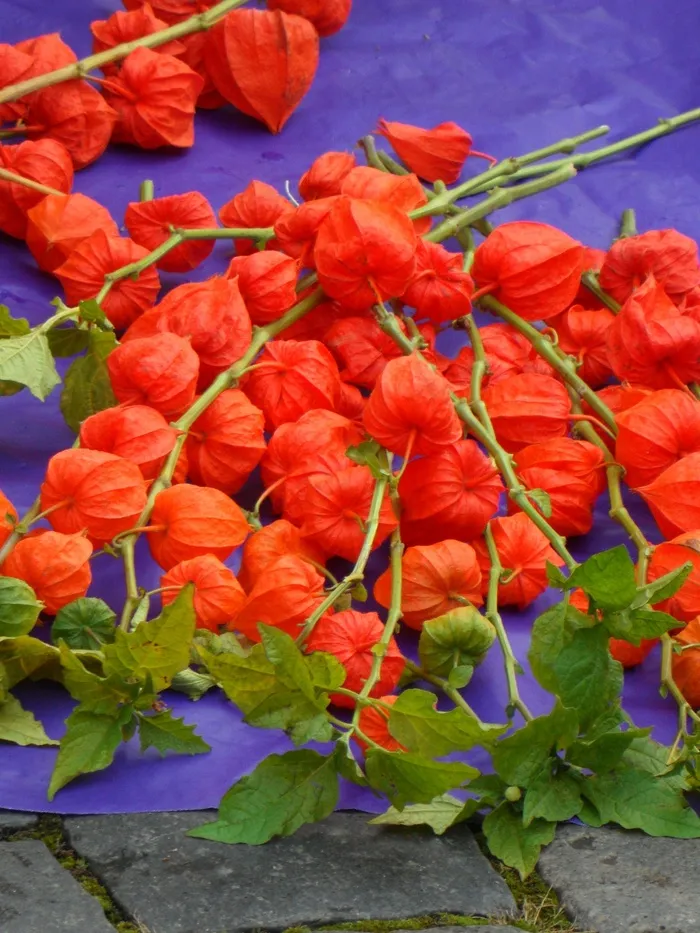 Lampionblumen，市场，酸浆
