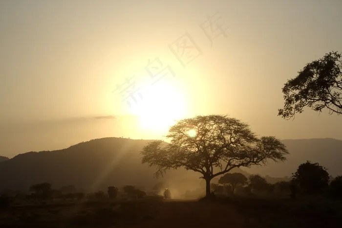非洲，日落，树木，假期