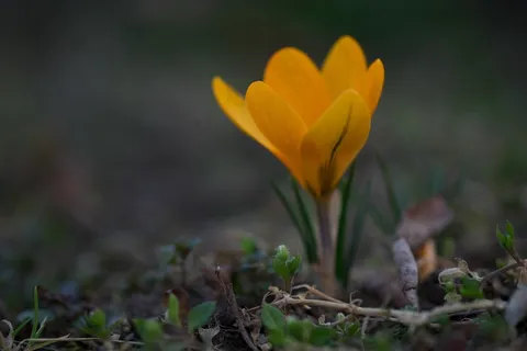 花卉,花园,黄色,番红花,春天,植物,植物群 花卉,花园,黄色,番红花,春天,植物,植物群