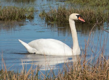天鹅，水，白色，鸟，动物，湿地，疣鼻天鹅