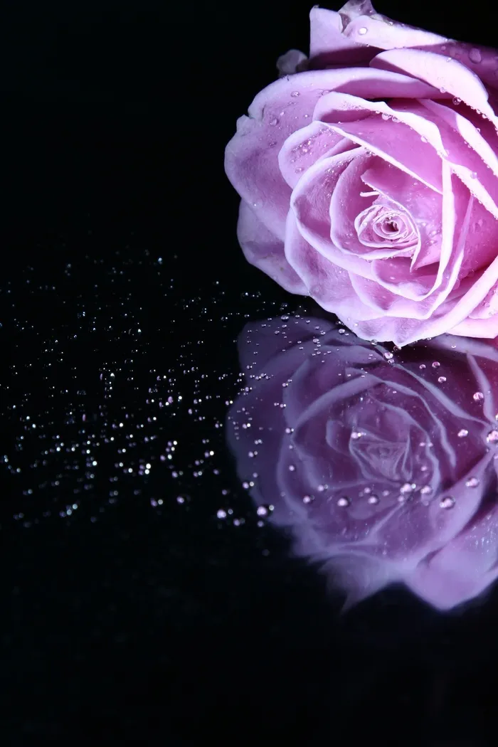 玫瑰，粉色玫瑰，花，粉色，鲜花