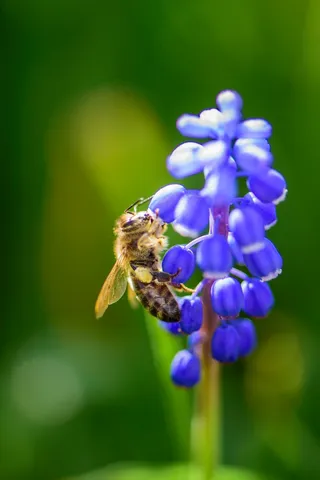 蜜蜂，昆虫，开花，盛开，紫色，关闭，宏
