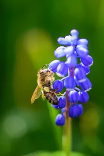 蜜蜂,昆虫,开花,盛开,紫色,关闭,宏 蜜蜂,昆虫,开花,盛开,紫色,关闭,宏
