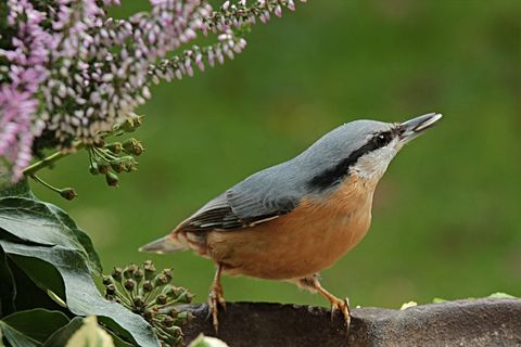 鸟，克莱伯，西塔欧洲，觅食，花园，秋