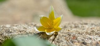 花，春天的花朵，星郁金香，小星郁金香