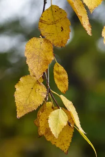 叶子,黄色,叶子,秋,秋天,性质,桦木 叶子,黄色,叶子,秋,秋天,性质,桦木